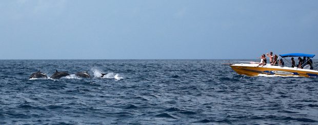 Whale & Dolphin Spotting